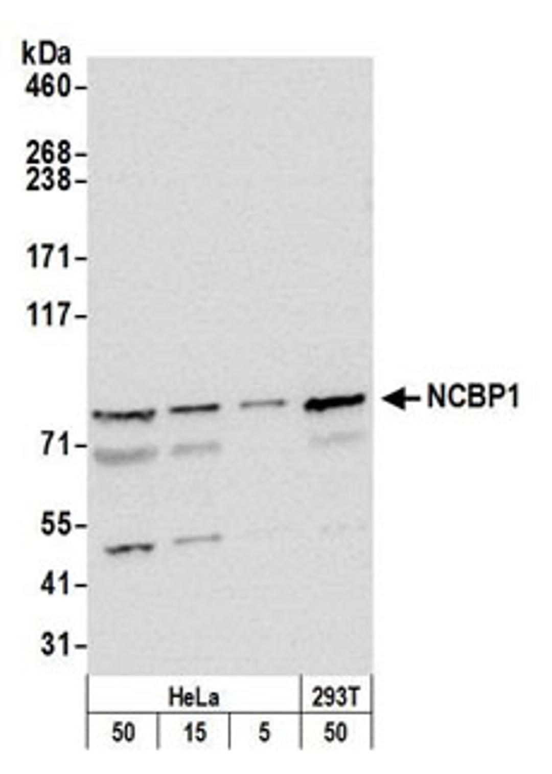 Detection of human NCBP1 by western blot.