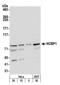 Detection of human NCBP1 by western blot.