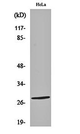 Western blot analysis of Hela cell lysates using Nkx-2.6 antibody