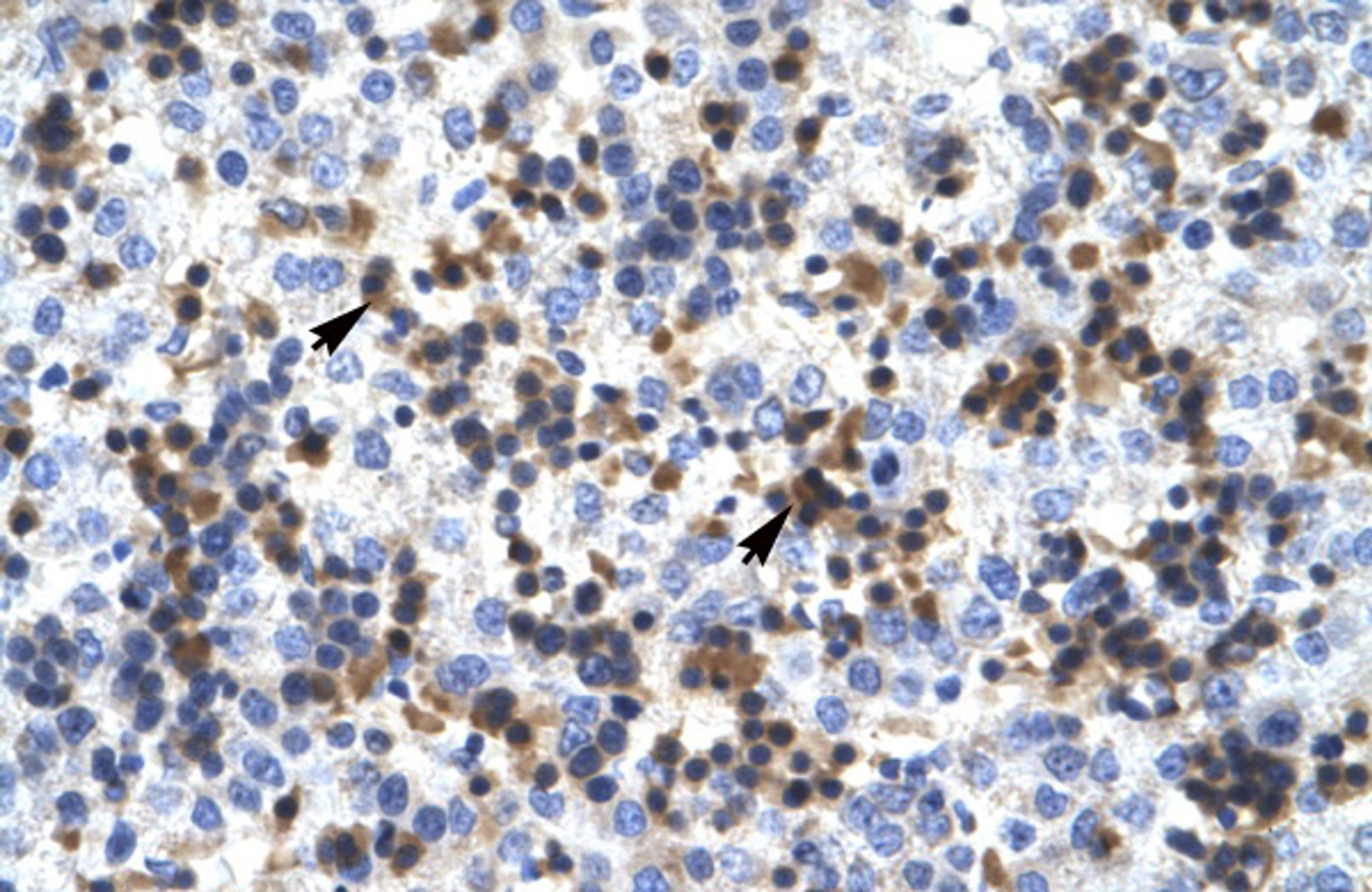 Antibody used in IHC on Human Liver.