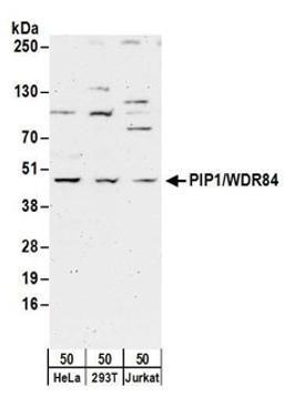 Detection of human PIP1/WDR84 by western blot.