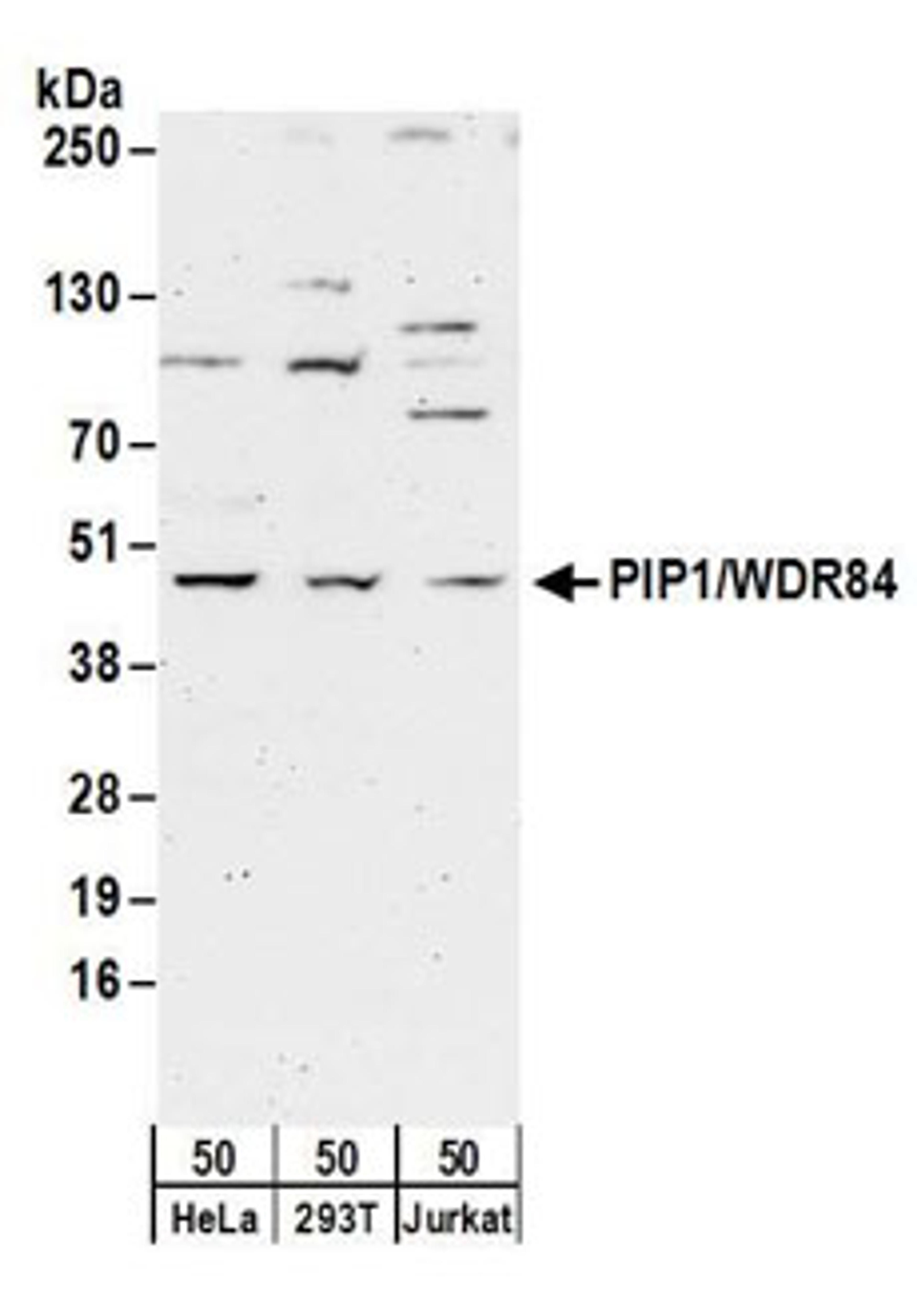 Detection of human PIP1/WDR84 by western blot.