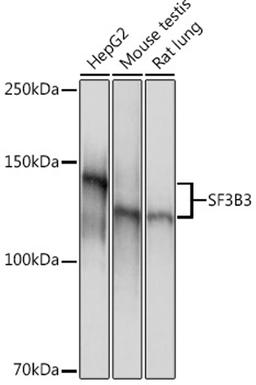 Western blot - SF3B3 Rabbit mAb (A9624)