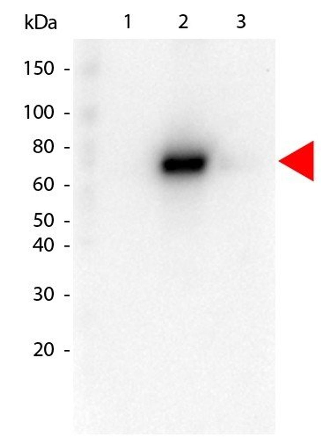 Western blot analysis of GST Tagged recombinant AKT3. Load: 25 ng per lane using AKT2 PE antibody (RPE)