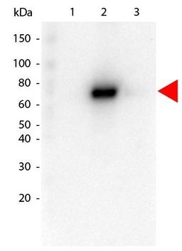 Western blot analysis of GST Tagged recombinant AKT3. Load: 25 ng per lane using AKT2 PE antibody (RPE)