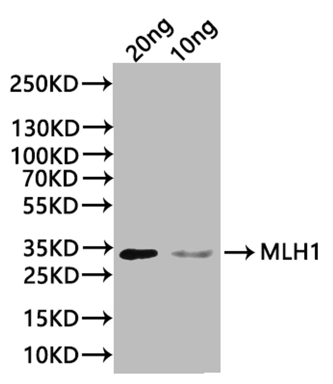 Western Blot. Positive WB detected in: recombinant protein. All lanes:MLH1 Antibody at 1:1000. Secondary. Goat polyclonal to rabbit IgG at 1/20000 dilution. Predicted band size: 33 kDa. Observed band size: 33 kDa.