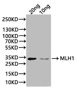 Western Blot. Positive WB detected in: recombinant protein. All lanes:MLH1 Antibody at 1:1000. Secondary. Goat polyclonal to rabbit IgG at 1/20000 dilution. Predicted band size: 33 kDa. Observed band size: 33 kDa.