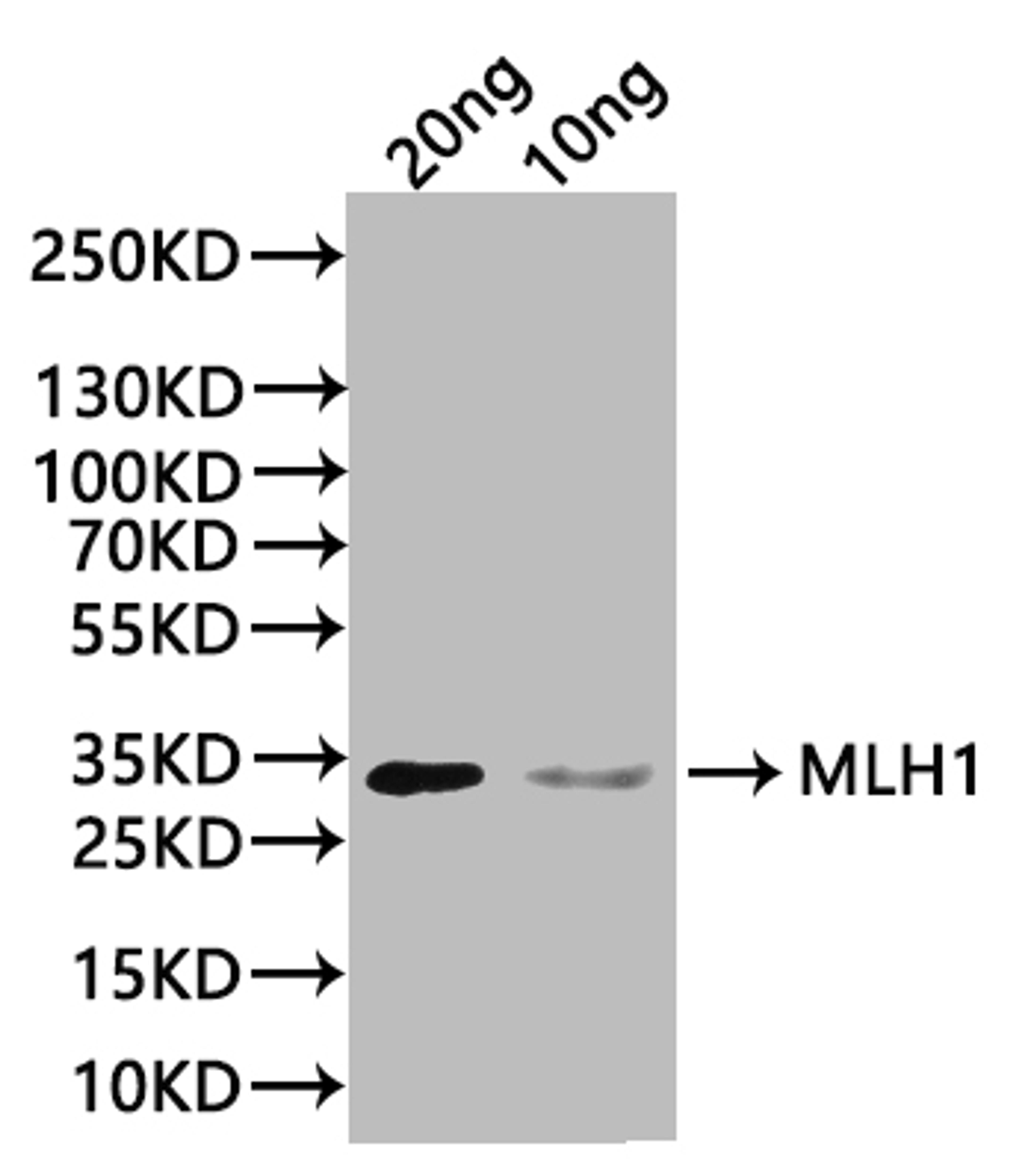 Western Blot. Positive WB detected in: recombinant protein. All lanes:MLH1 Antibody at 1:1000. Secondary. Goat polyclonal to rabbit IgG at 1/20000 dilution. Predicted band size: 33 kDa. Observed band size: 33 kDa.