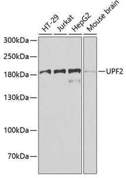 Western blot - UPF2 antibody (A7091)