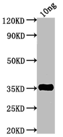 Western Blot. Positive WB detected in Recombinant protein. All lanes: TNF antibody at 1:2000. Secondary. Goat polyclonal to rabbit IgG at 1/50000 dilution. Predicted band size: 34.2 kDa. Observed band size: 35 kDa.