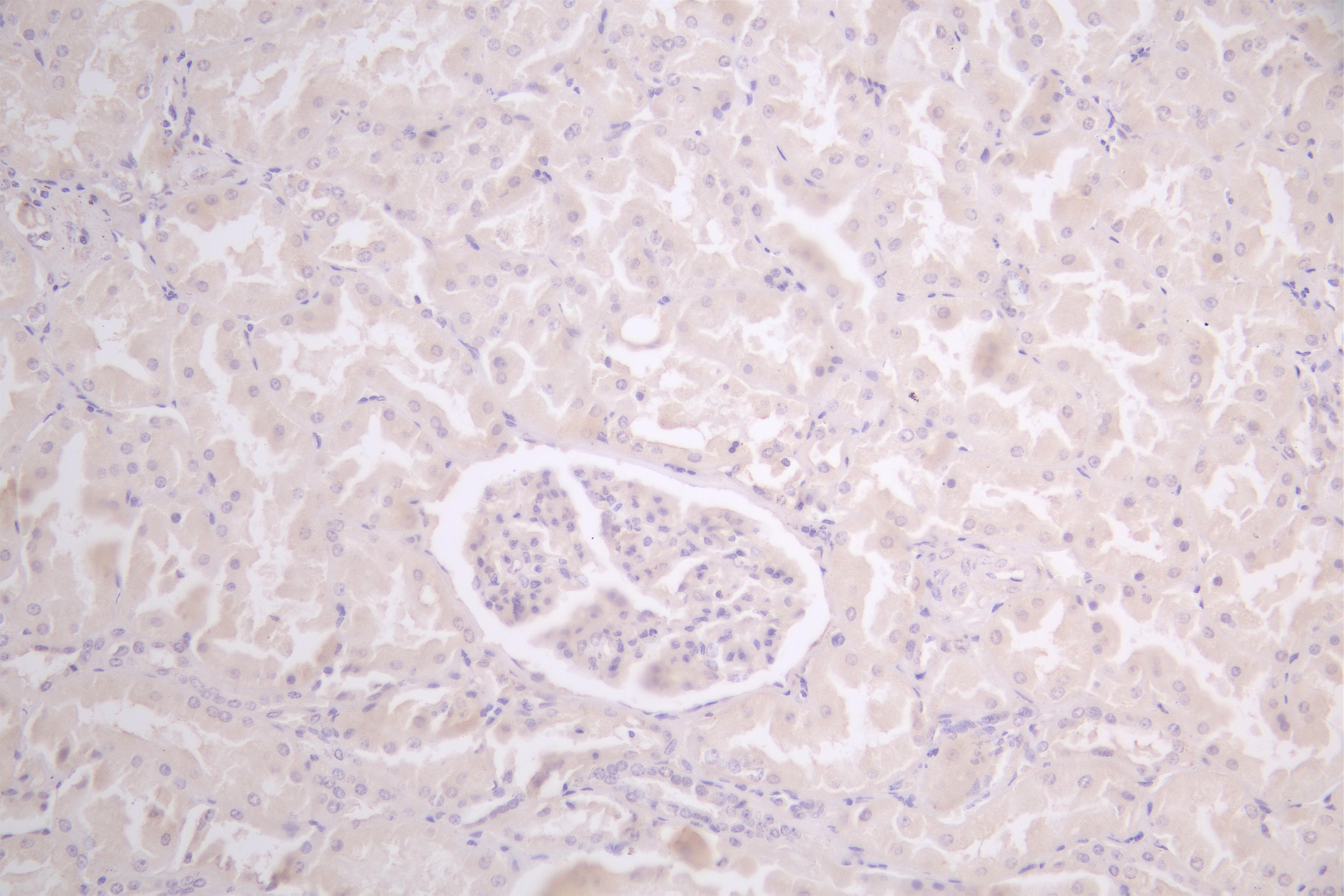Immunohistochemistry of paraffin-embedded human placenta tissue using CSB-PA822255LA01HU at dilution of 1:100