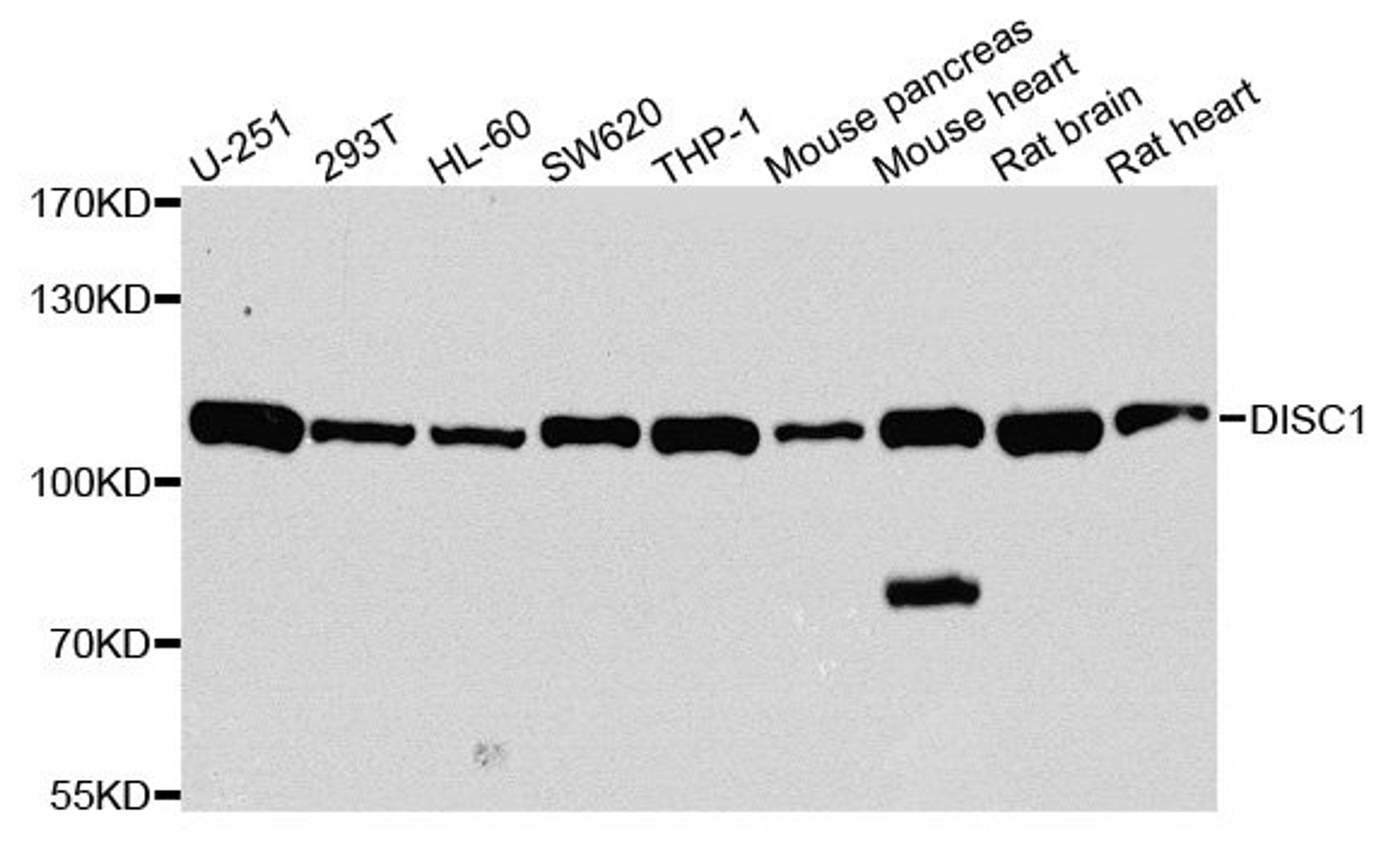 Western blot - DISC1 antibody (A2898)