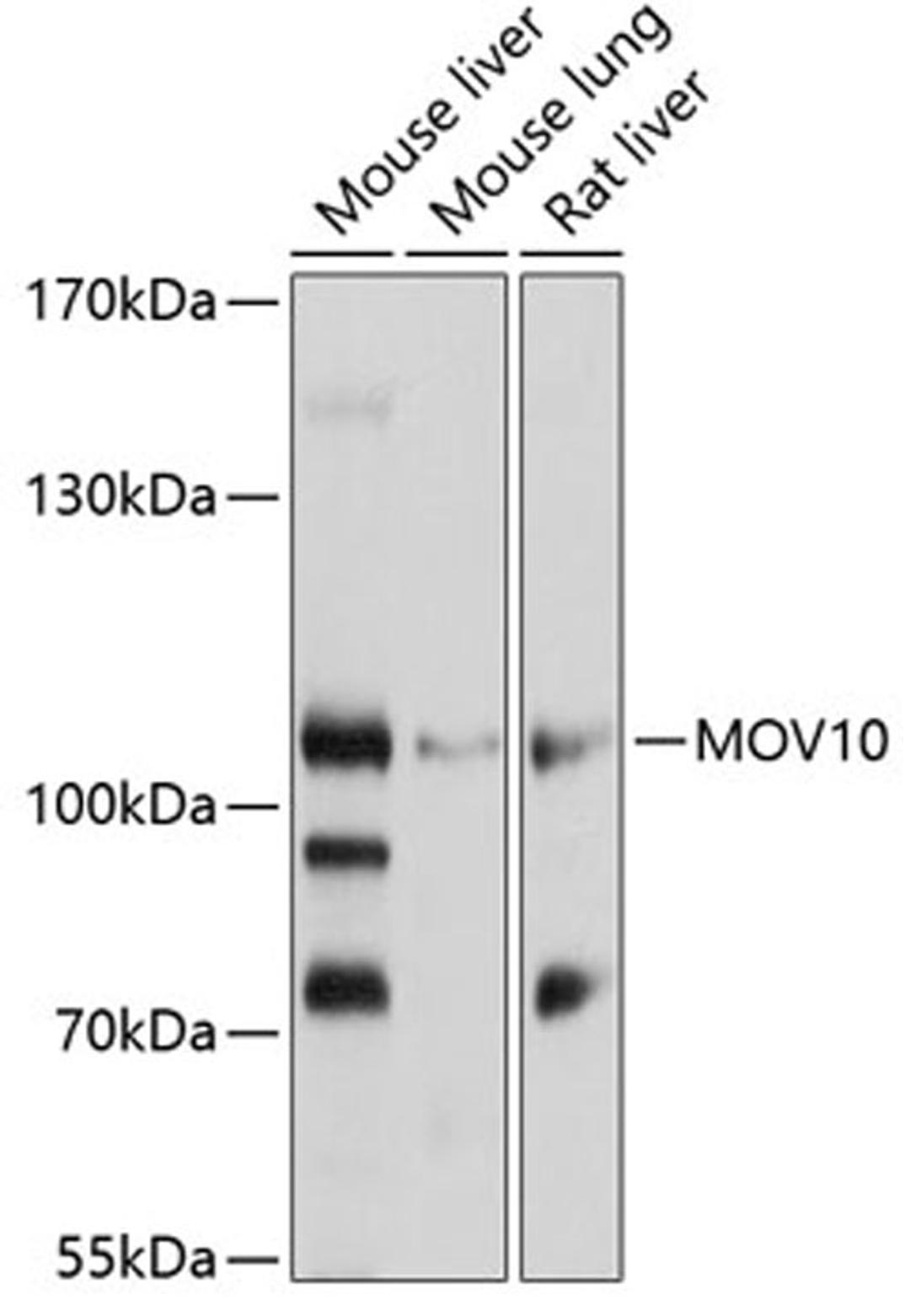 Western blot - MOV10 antibody (A3966)