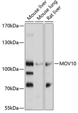 Western blot - MOV10 antibody (A3966)