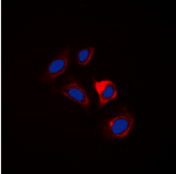 Immunofluorescence analysis of HuvEc cells using ESPL1 antibody