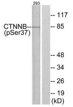 Western blot analysis of 293 cells using ?-Catenin (phospho-Ser37) antibody.