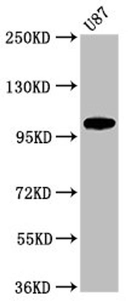 Western Blot. Positive WB detected in: U87 whole cell lysate. All lanes: LGR6 antibody at 2.5µg/ml. Secondary. Goat polyclonal to rabbit IgG at 1/50000 dilution. Predicted band size: 105, 90, 100 kDa. Observed band size: 105 kDa