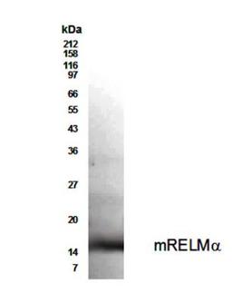 Western Blot: RELM alpha Antibody [NBP2-29355] - WB detection of secreted Mouse Resistin-Like Molecule alpha  (RELM alpha) from media of transfected 293T cells with #NBP2-29355 antibody used at a dilution of 1:500