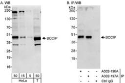 Detection of human BCCIP by western blot and immunoprecipitation.