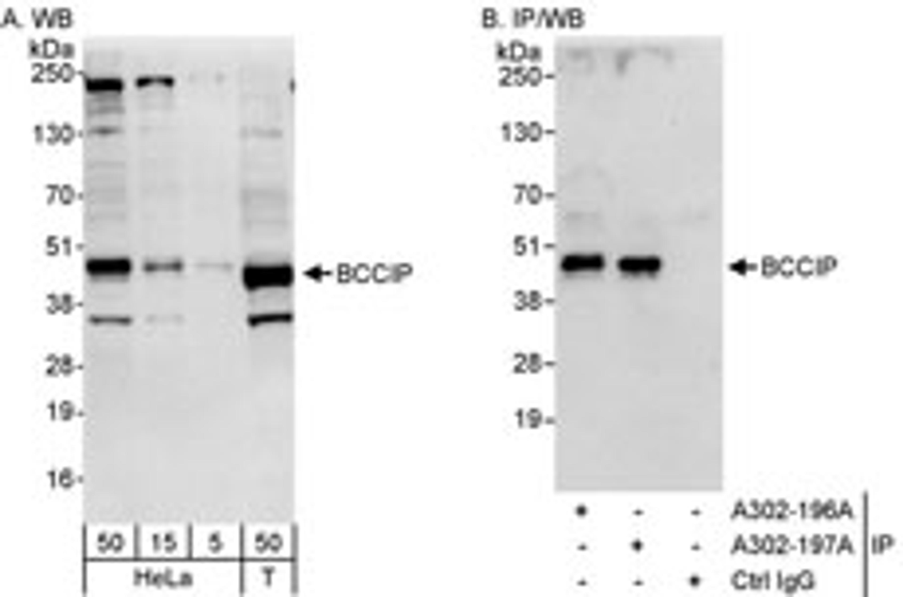 Detection of human BCCIP by western blot and immunoprecipitation.