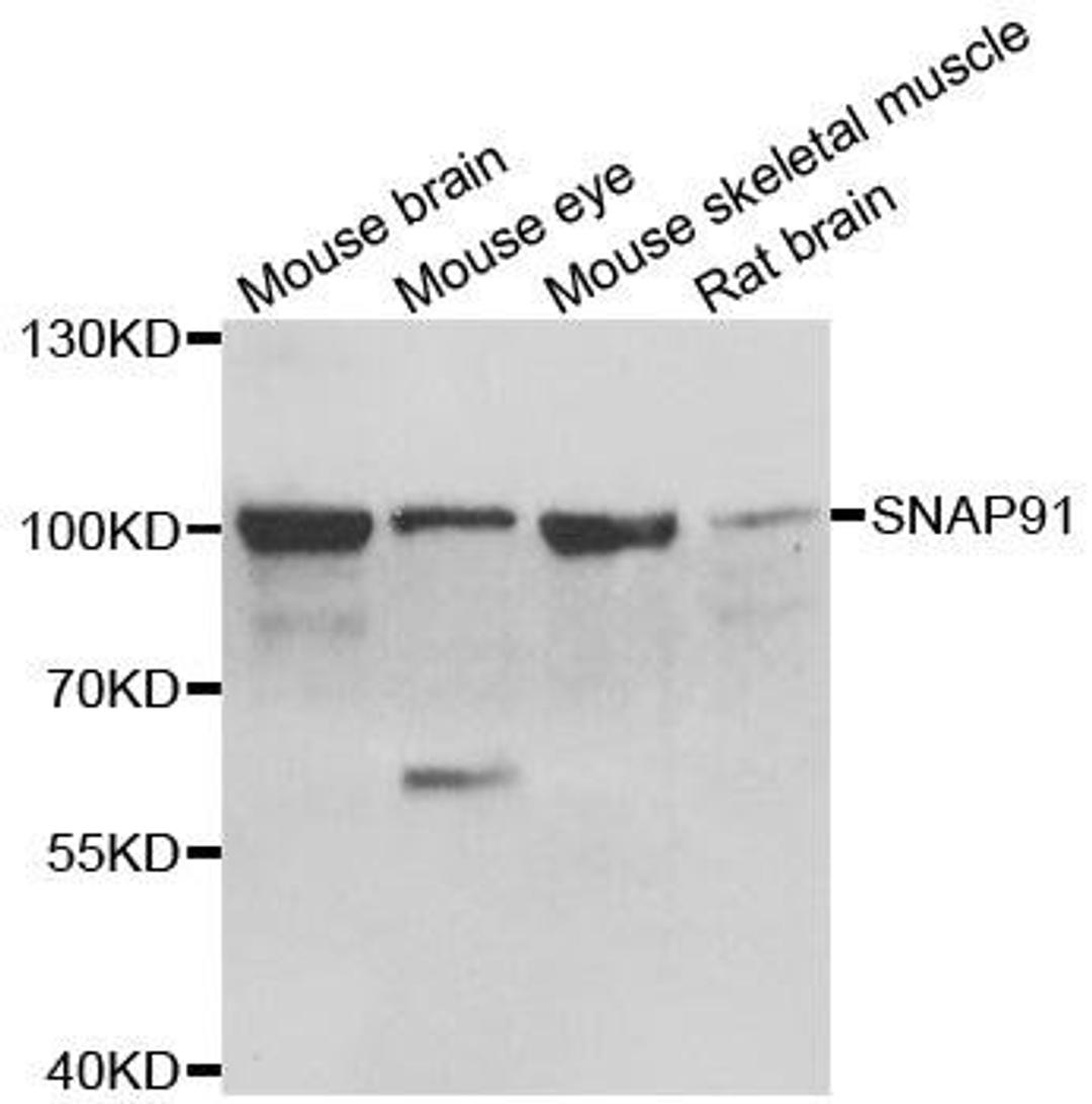 Western blot analysis of extracts of various cell lines using SNAP91 antibody