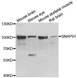 Western blot analysis of extracts of various cell lines using SNAP91 antibody