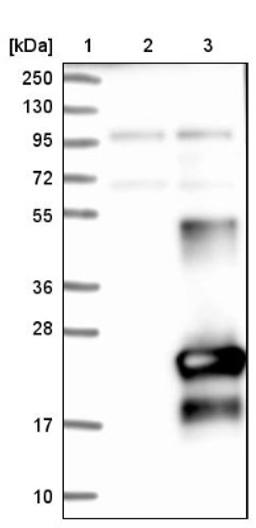 Western Blot: C9orf169 Antibody [NBP1-81056] - Lane 1: Marker [kDa] 250, 130, 95, 72, 55, 36, 28, 17, 10<br/>Lane 2: Negative control (vector only transfected HEK293T lysate)<br/>Lane 3: Over-expression lysate (Co-expressed with a C-terminal myc-DDK tag (~3.1 kDa) in mammalian HEK293T cells, LY404713)