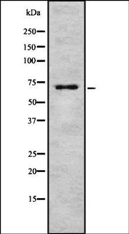 Western blot analysis of COS7 whole cell lysates using HSPA2 antibody