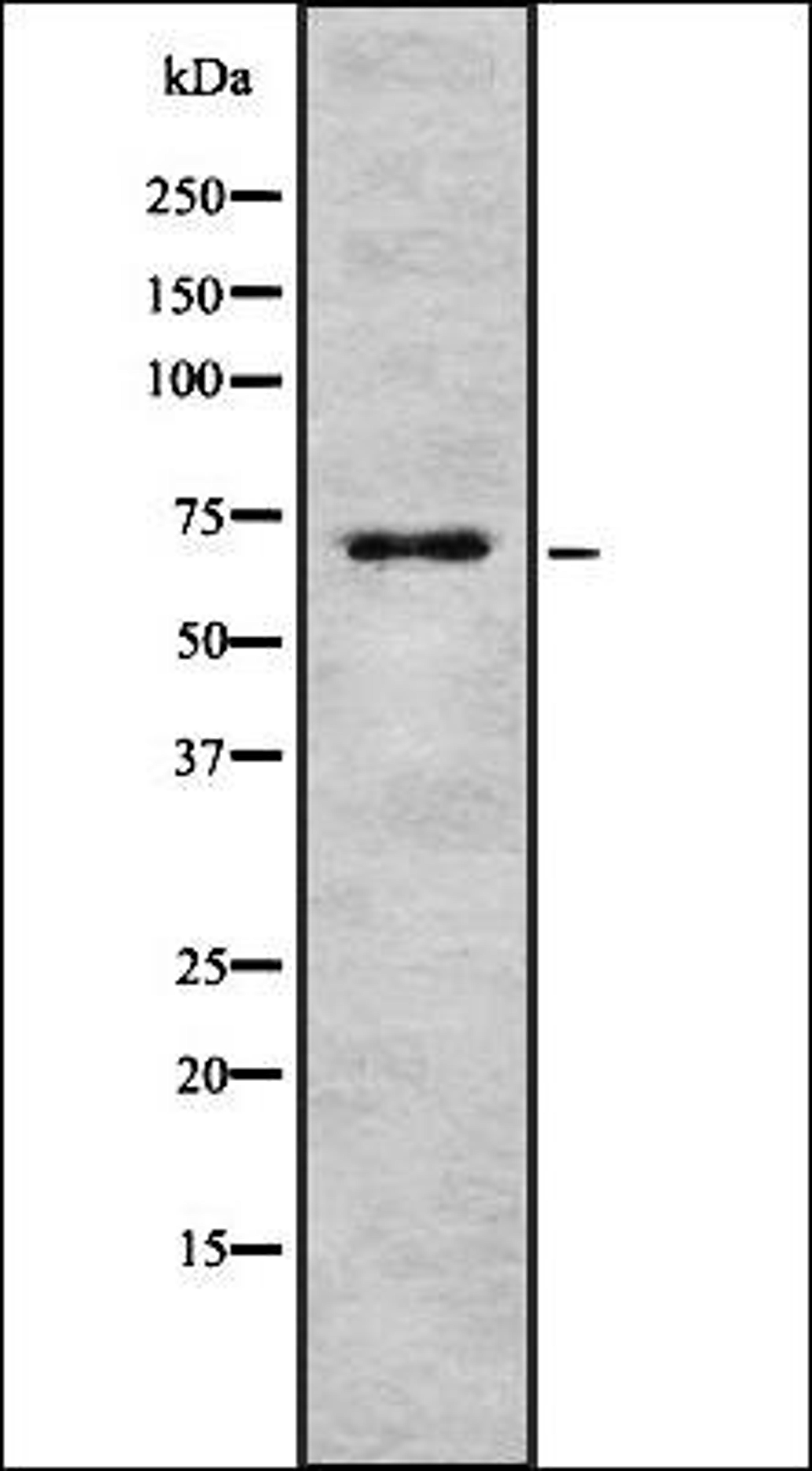 Western blot analysis of COS7 whole cell lysates using HSPA2 antibody