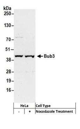 Detection of human Bub3 by western blot.