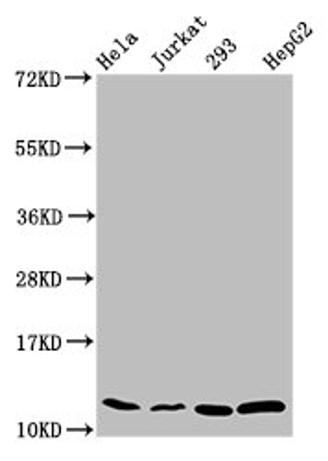 Western Blot. Positive WB detected in: Hela whole cell lysate, Jurkat whole cell lysate, 293 whole cell lysate, HepG2 whole cell lysate. All lanes: HIST1H4A antibody at 0.31µg/ml. Secondary. Goat polyclonal to rabbit IgG at 1/50000 dilution. Predicted band size: 12 kDa. Observed band size: 12 kDa