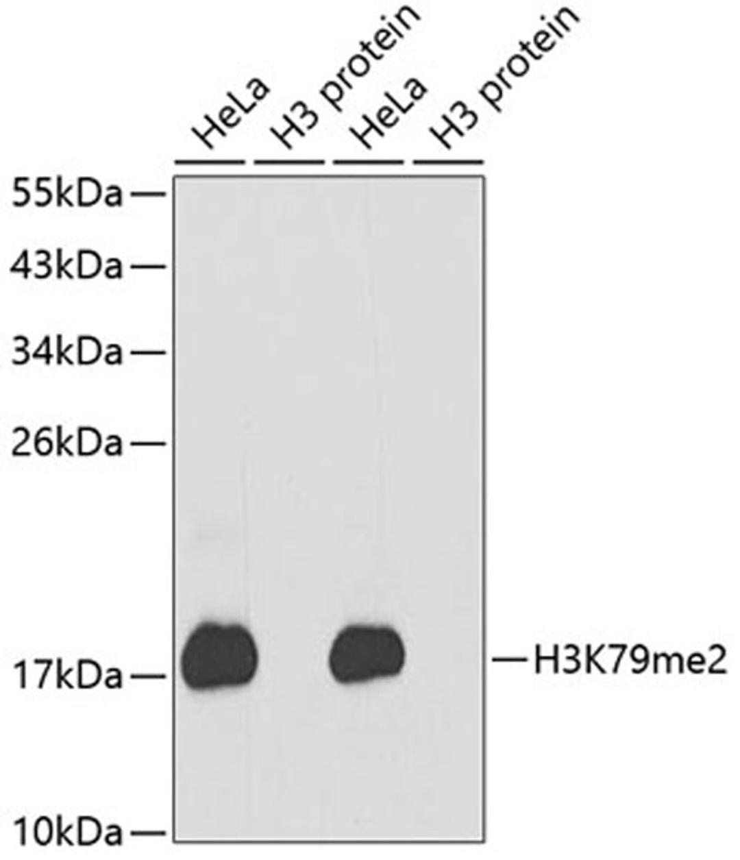 Western blot - DiMethyl-Histone H3-K79 antibody (A2368)