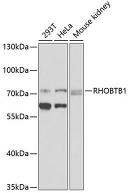 Western blot - RHOBTB1 antibody (A9959)