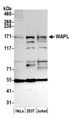 Detection of human WAPL by western blot.