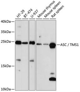 Western blot - ASC / TMS1 antibody (A16672)