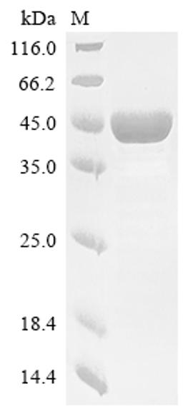 (Tris-Glycine gel) Discontinuous SDS-PAGE (reduced) with 5% enrichment gel and 15% separation gel.