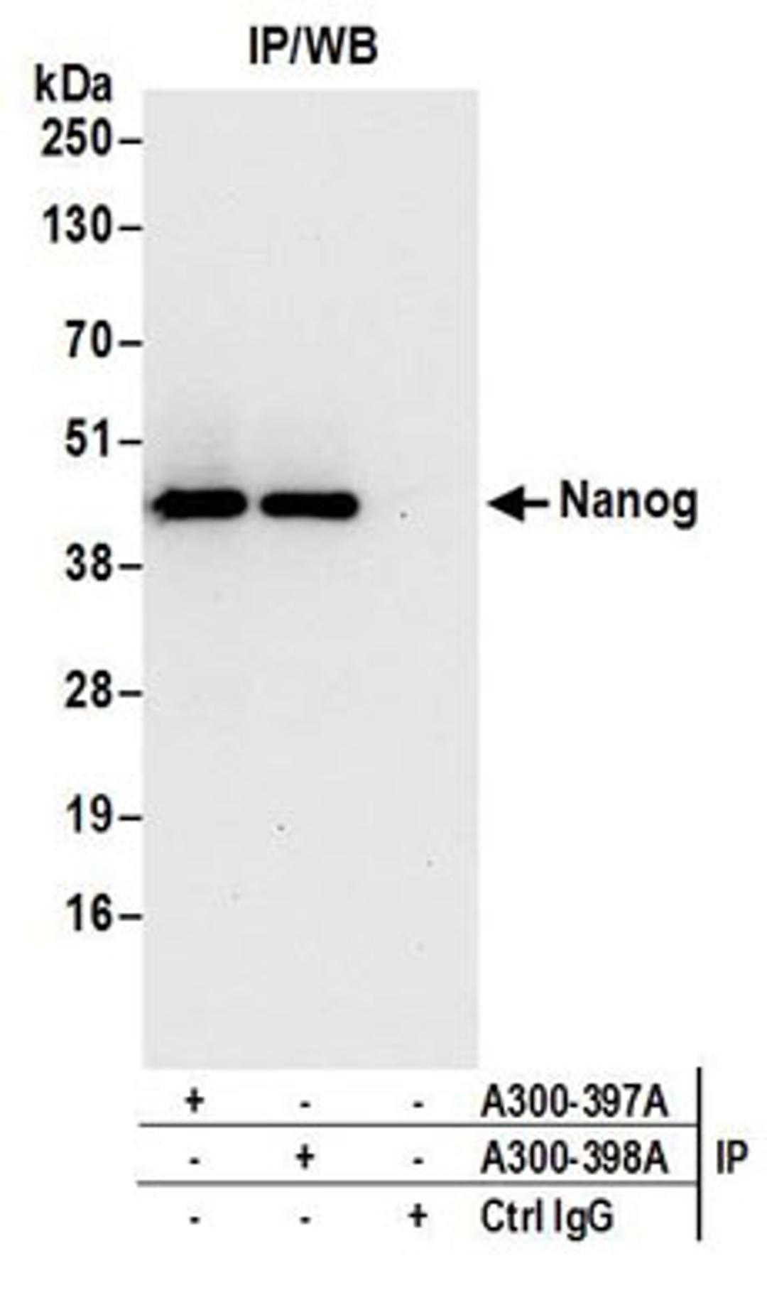 Detection of mouse Nanog by western blot of immunoprecipitates.