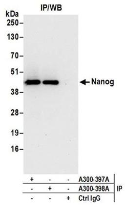 Detection of mouse Nanog by western blot of immunoprecipitates.