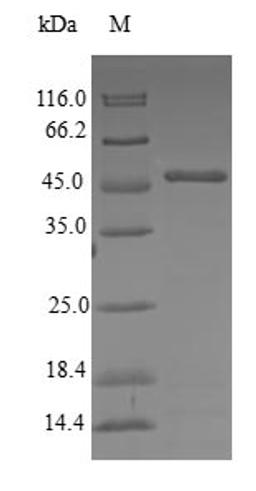 (Tris-Glycine gel) Discontinuous SDS-PAGE (reduced) with 5% enrichment gel and 15% separation gel.