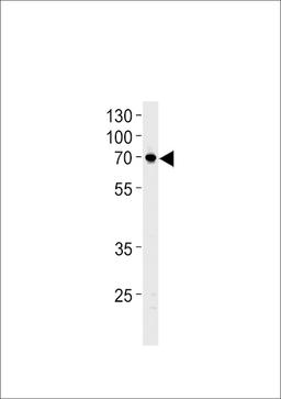 Western blot analysis in U87-MG cell line lysates (35ug/lane).