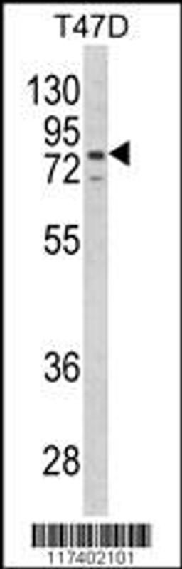 Western blot analysis of LTA4H Antibody in T47D cell line lysates (35ug/lane)