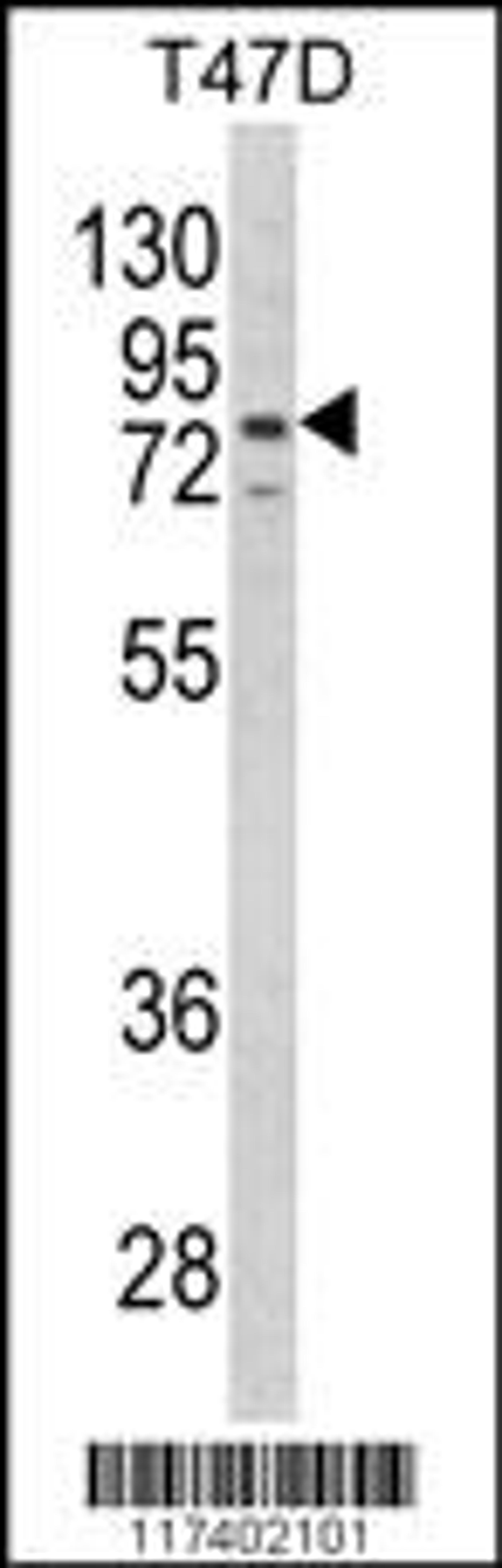 Western blot analysis of LTA4H Antibody in T47D cell line lysates (35ug/lane)