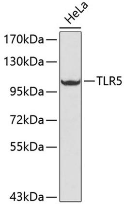Western blot - TLR5 antibody (A1721)