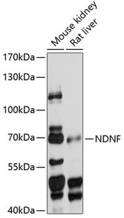 Western blot - NDNF antibody (A14930)