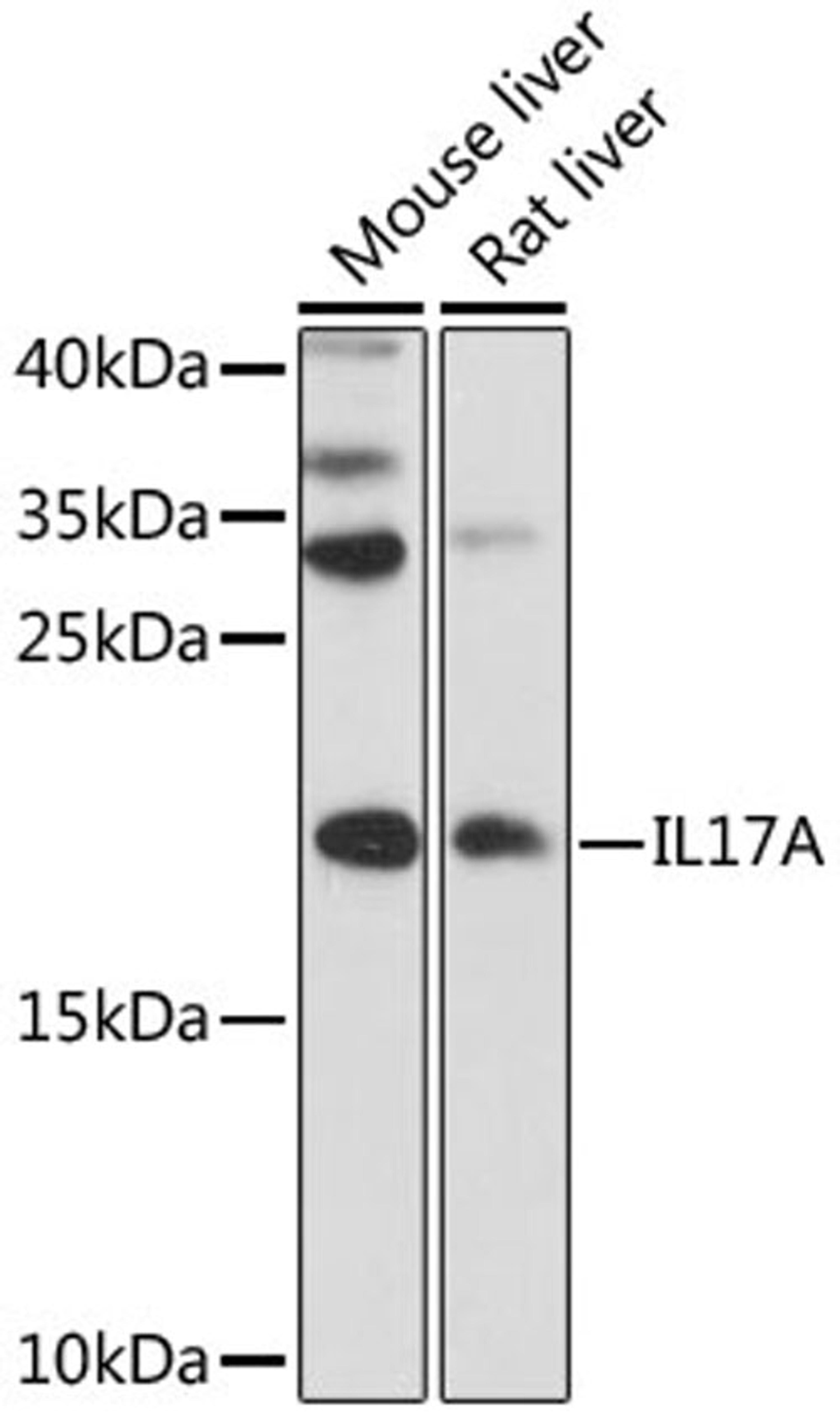 Western blot - IL17A antibody (A0688)