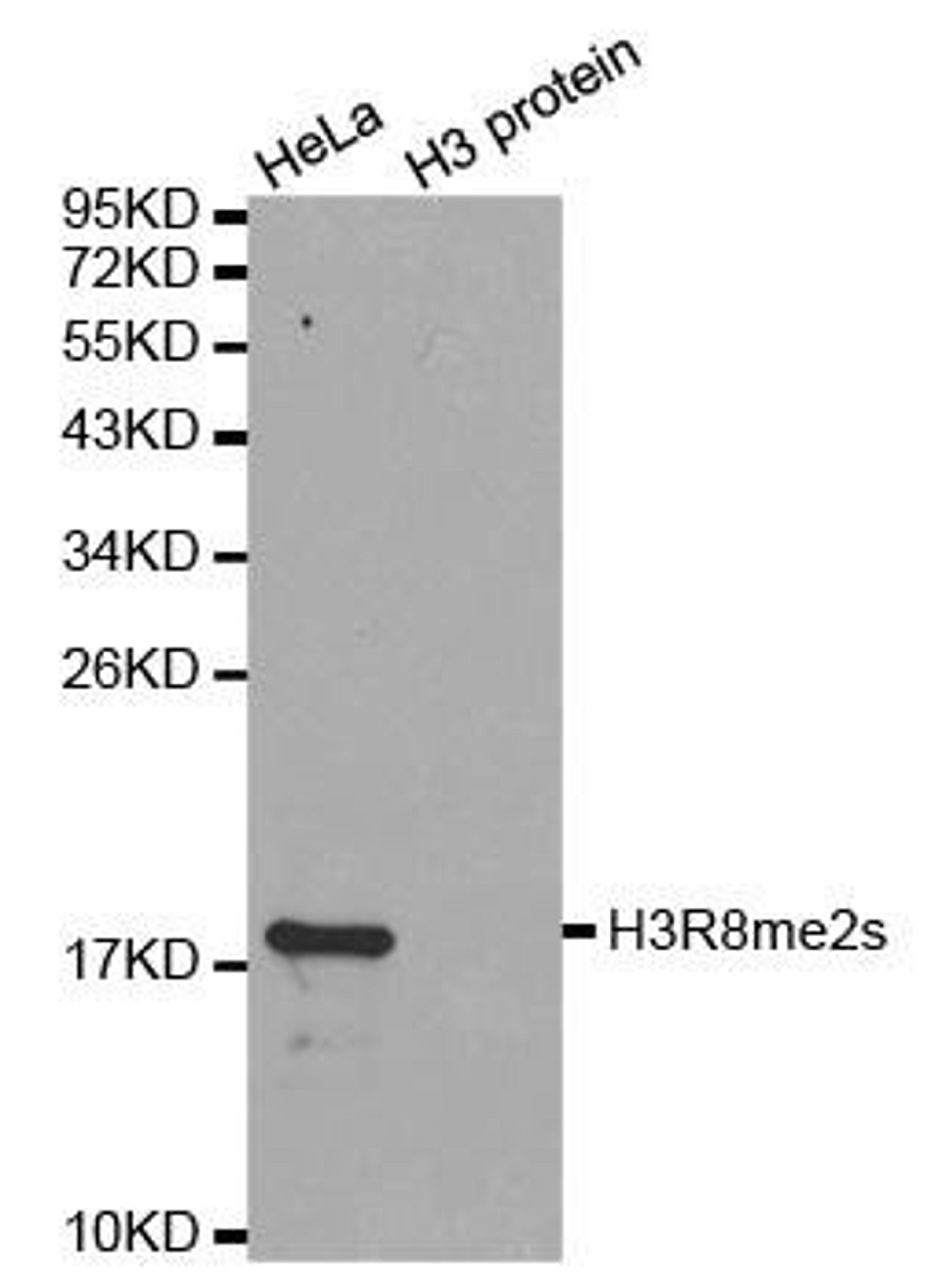 Western blot analysis of extracts of HeLa cell line and H3 protein expressed in E.coli using HIST3H3 antibody