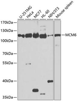 Western blot - MCM6 antibody (A1955)