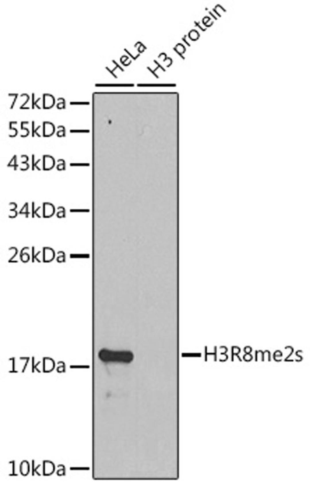 Western blot - Symmetric DiMethyl-Histone H3-R8 antibody (A2374)