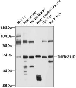 Western blot - TMPRSS11D antibody (A10132)