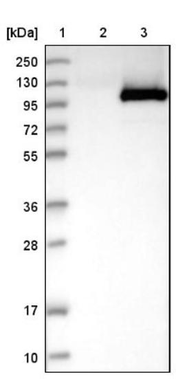 Western Blot: MX2 Antibody [NBP1-81018] - Lane 1: Marker [kDa] 250, 130, 95, 72, 55, 36, 28, 17, 10<br/>Lane 2: Negative control (vector only transfected HEK293T lysate)<br/>Lane 3: Over-expression lysate (Co-expressed with a C-terminal myc-DDK tag (~3.1 kDa) in mammalian HEK293T cells, LY419297)